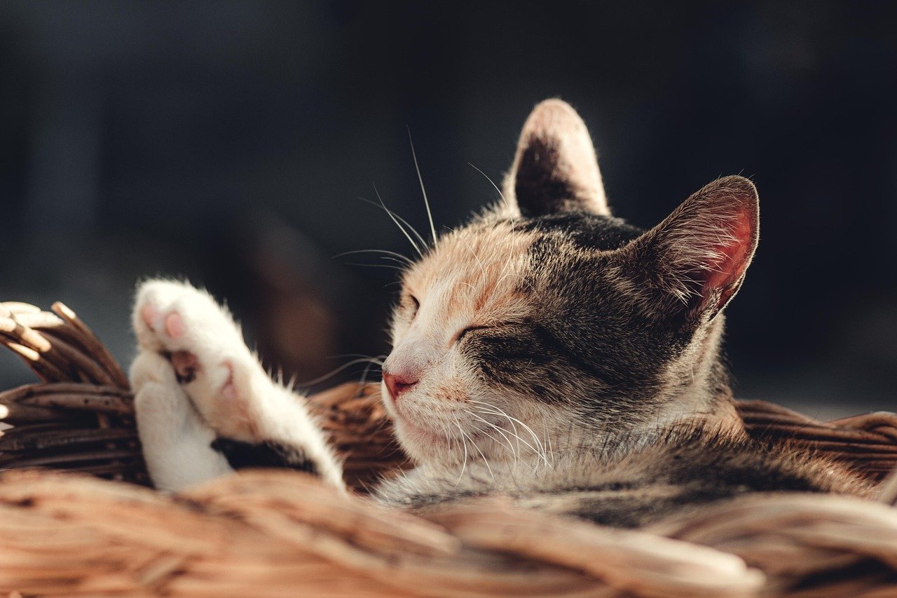 Quuu AI content curation and social scheduling